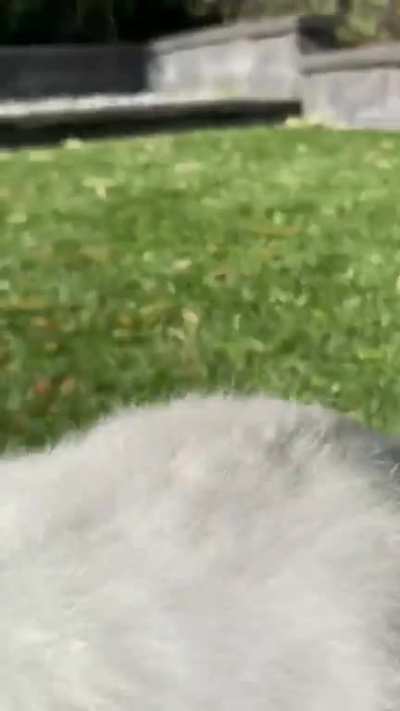 Fas and Fluffiest