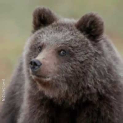 2003 Brother bear incident
