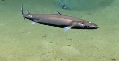 Black dogfish (Centroscyllium fabricii) at a depth of 601 meters (1,972 feet) in the Gulf of Mexico