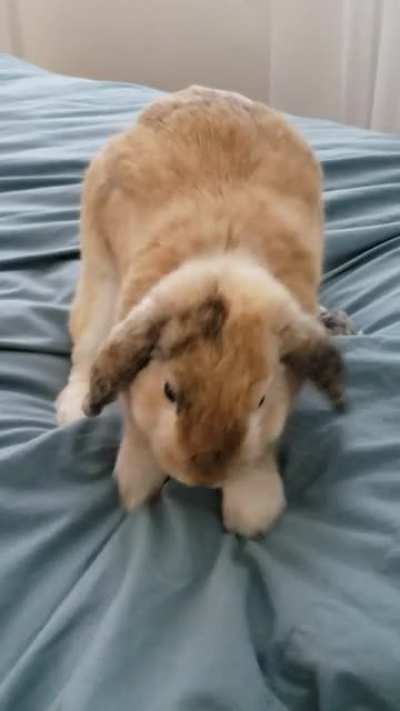 He's 
