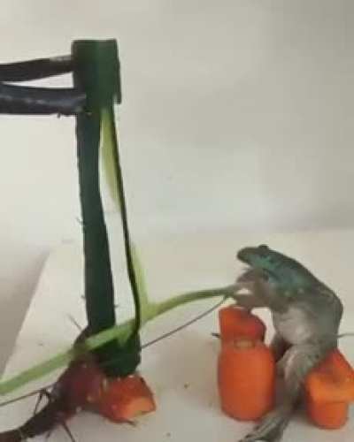 why the fuck did this person post this in r/aww