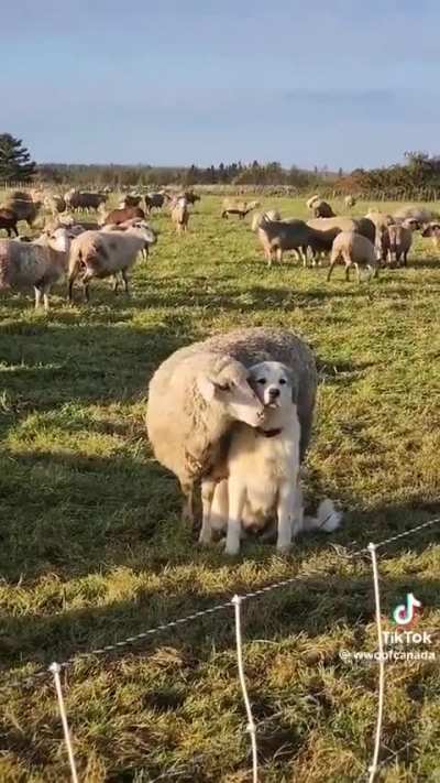This sheep showing love and affection to its protector 