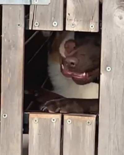 Abrupt doggo
