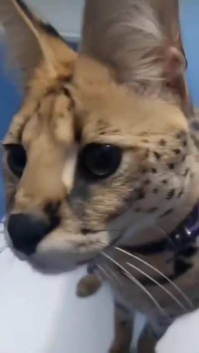 Big ear wunk 
