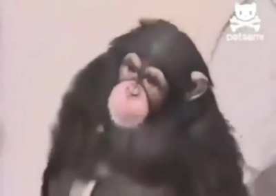 Somebody give him a banana!