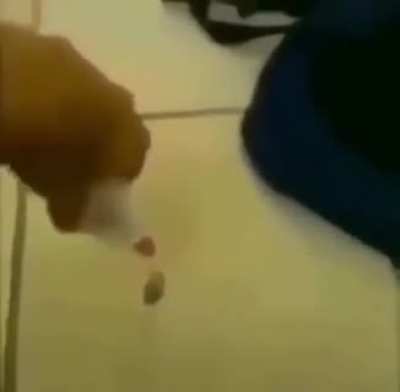GLUE ON ROACH