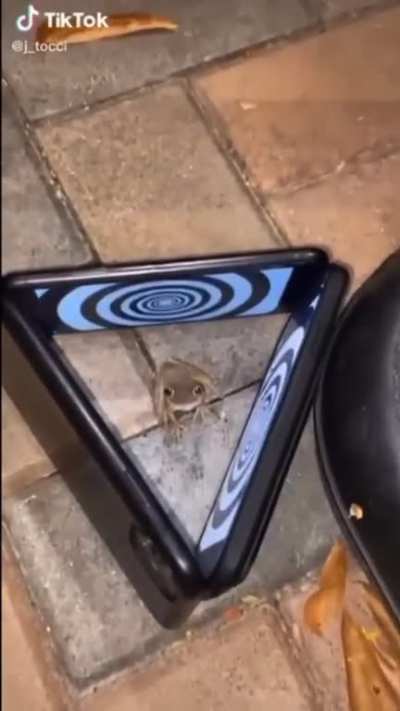 They tried to hypnotize the toad. They failed.