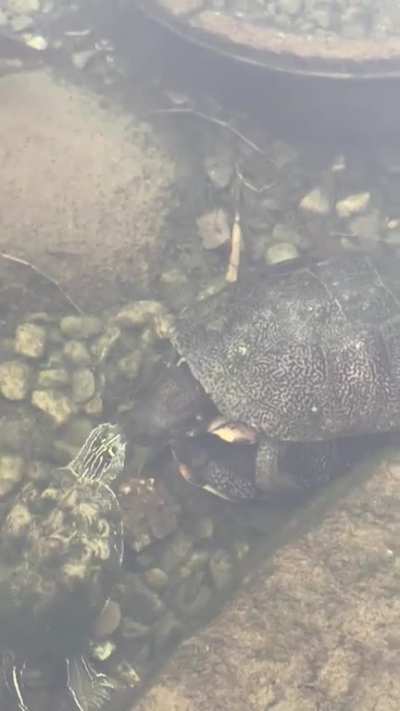 Little Turtle just can't keep his hands to himself.