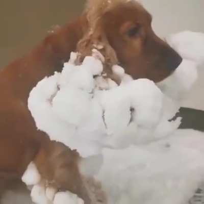 A snowball walked up ...