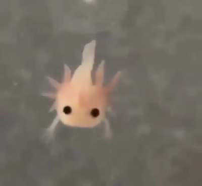 A newly born axolotl