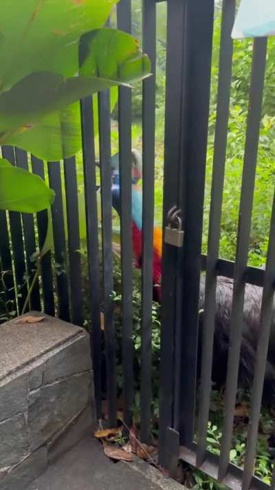 Cassowary walking over to roar at me like a dinosaur and then grooming herself! She doesn’t look real.