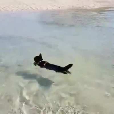They see me swimmin'