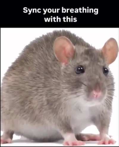 Sylingle rat