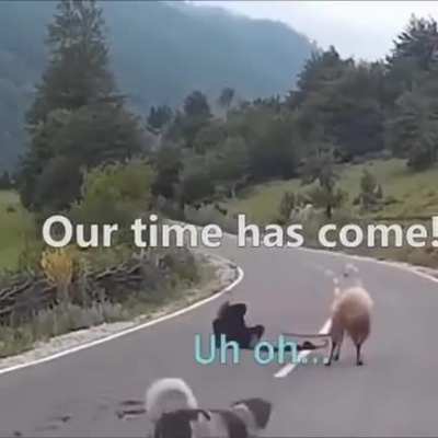 The thirst for vengeance in that last sheep