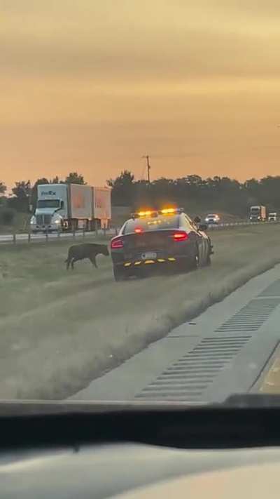 Cops in hot pursuit of...a cow...