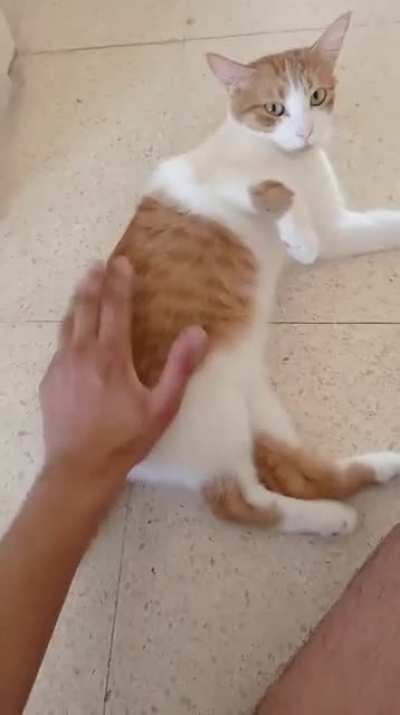 Meet Nugget everyone