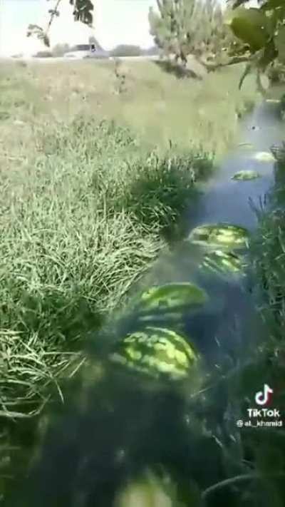 nature is amazing