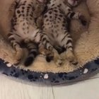 Spotted babies
