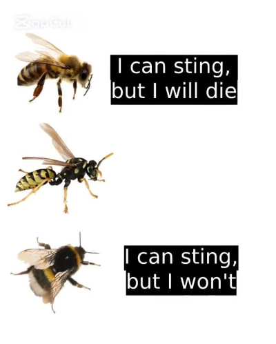 Wasp