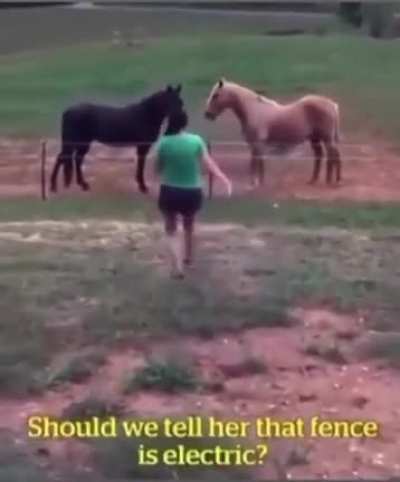 Who doesn’t like horses?