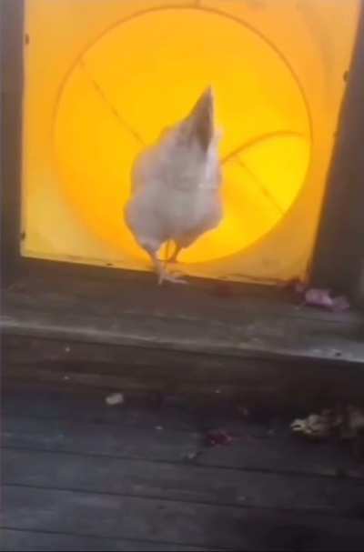 Chicken slide