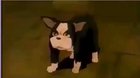 Oh no iggy