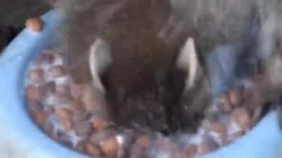 Baby raccoon still learning how to eat solid food.