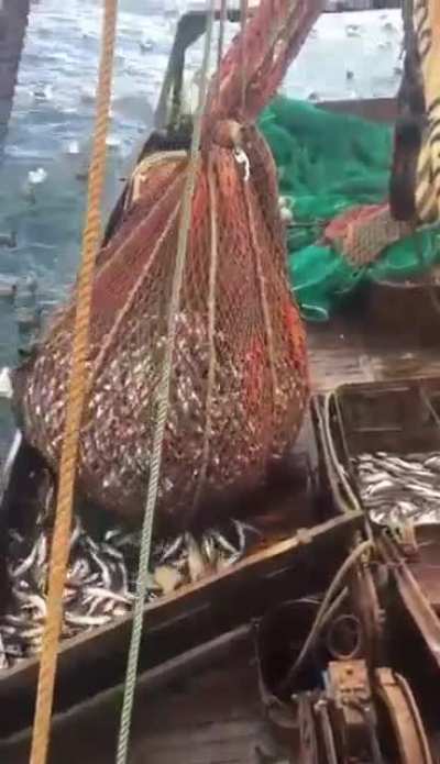 Нежда<wbr>нчик