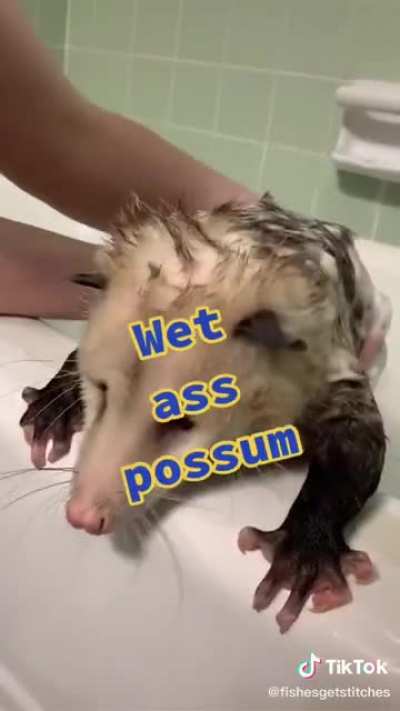 Wet Ass Possum