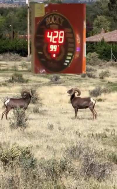 Alright mate let’s see if we can beat the high score