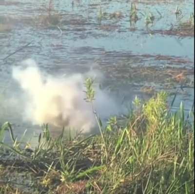 The gator did not see that coming