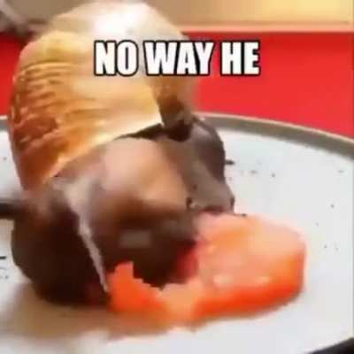 🐌