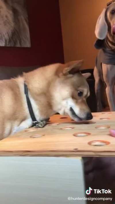 Shiba SCREEEEEE-
