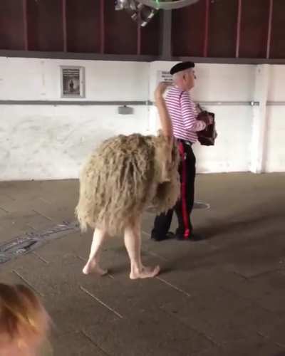 A Wild Ostrich spotted in UK