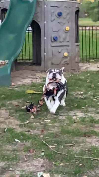 The Majestic Meat Man!