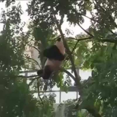 Everything is awesome when you're a Panda!