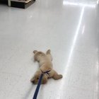 To walk the dog