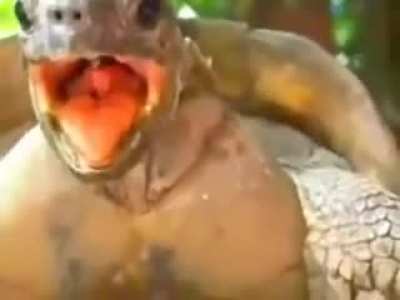 Porno animal?