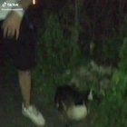 Goose gang