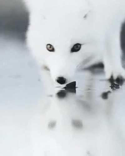 A beautiful white fox drinking water