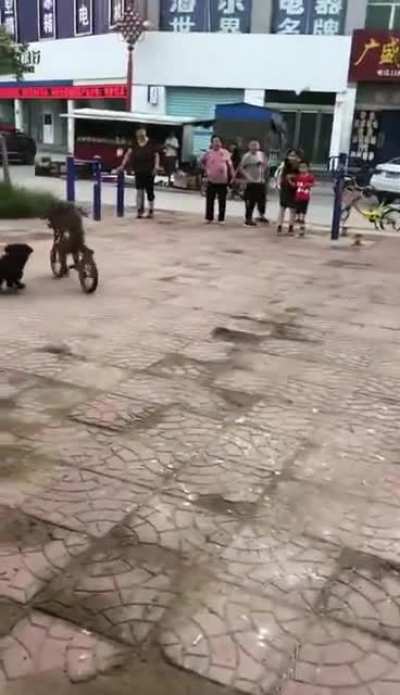 animalsteal