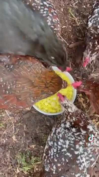 Soylent eggs! This seems just plain wrong