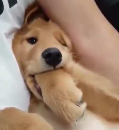 Mom my paw tastes so good