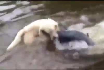 Эх, был бы у меня такой пёс...
