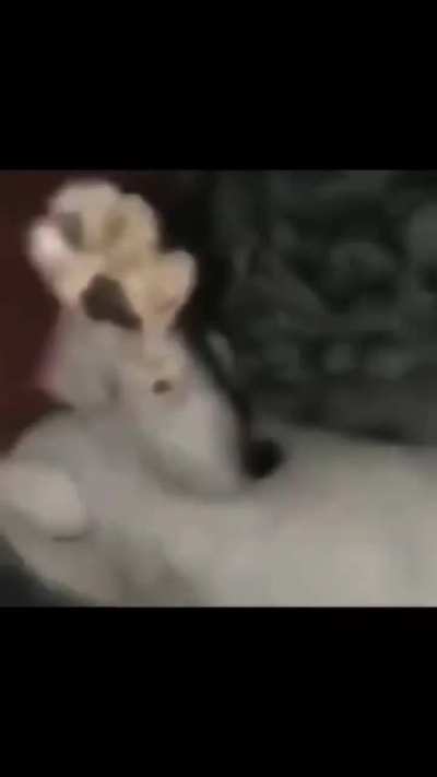 Kitler?!?!