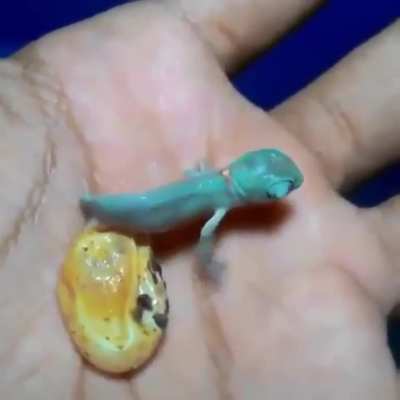 🔥 Chameleon hatching 🔥