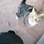 Cat.
