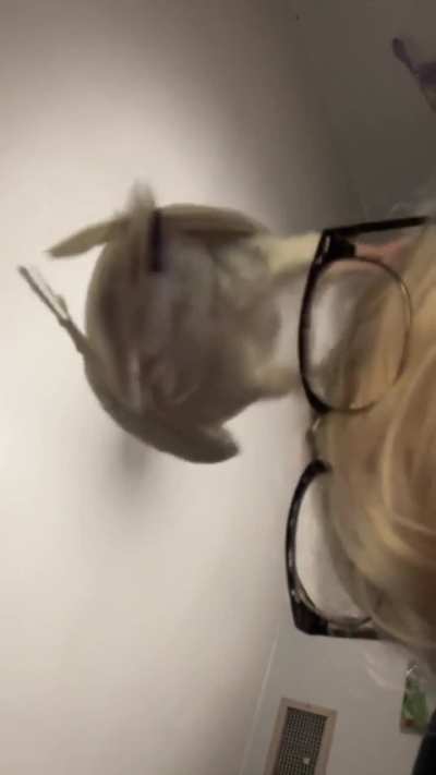 pijon tap dance