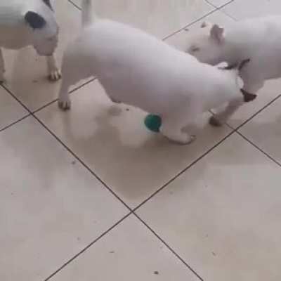 Buy them a toy with suction cup, they said... it's the perfect toy, they said...
