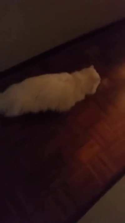 Deaf cat